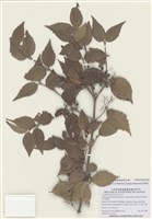 藏品(紅子莢蒾)的圖片